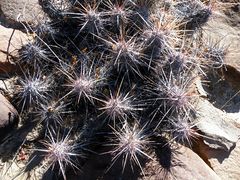 Corynopuntia invicta 1h.jpg