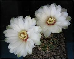 Gymnocalycium mesopotamicum 01.jpg