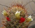 Mammillaria armillata 02.jpg