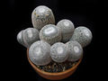 Mammillaria formosa ssp. microthele 6.jpg