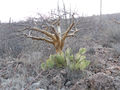 Opuntia oricola 3h.jpg