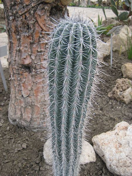 Файл:Pachycereus pringlei.jpg