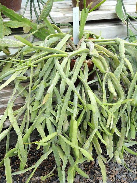 Файл:Rhipsalis trigona - Wellesley College - DSC09761.JPG