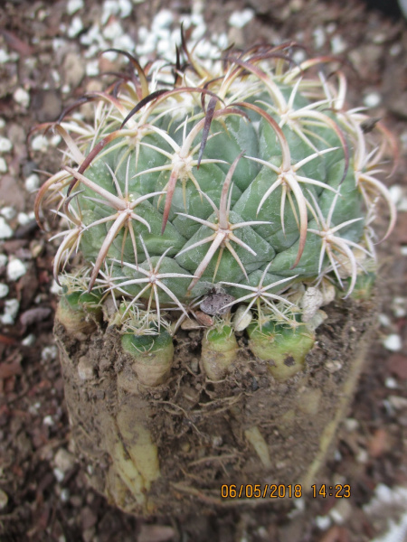 Файл:Coryphantha tripugionacantha 2.jpg