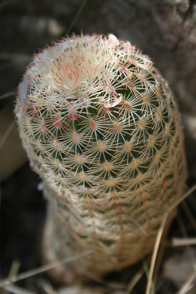 Файл:Echinocereus rigidissimus ssp. rigidissimus 1.jpg