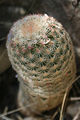 Echinocereus rigidissimus ssp. rigidissimus 1.jpg