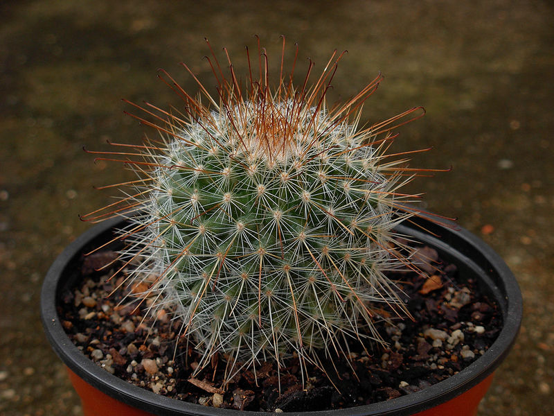 Файл:Mammillaria rekoi 1b.jpg