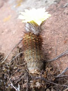 Frailea gracillima ssp. horstii.JPG