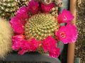 Rebutia mentosa ssp. mentosa 6.jpg