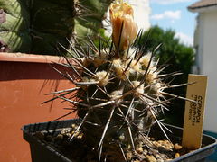 Copiapoa megarhiza ssp. megarhiza 1.jpg