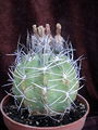 Eriosyce paucicostata ssp. paucicostata 6.jpg