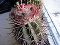 Melocactus curvispinus ssp. koolwijkianus 1.jpg