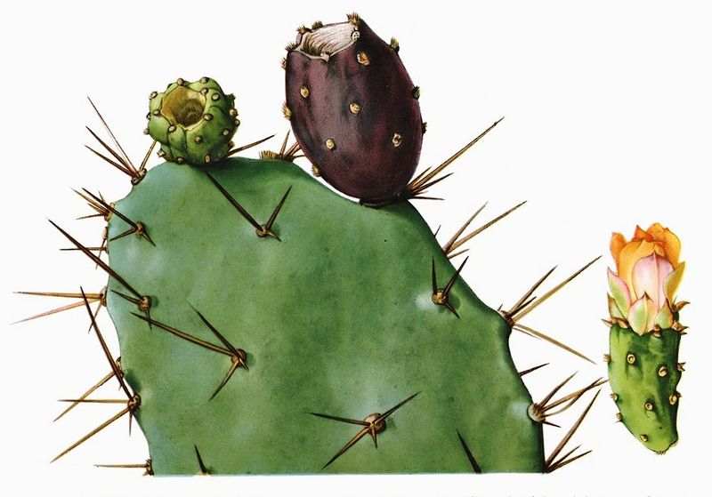 Файл:Opuntia schumannii 2.jpg