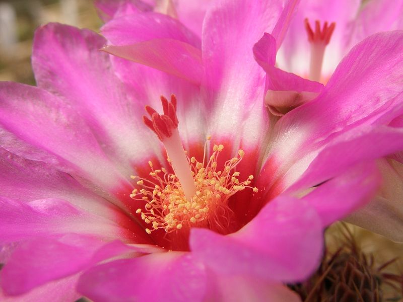 Файл:Thelocactus bicolor ssp. schwarzii 3.jpg