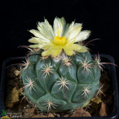 Coryphantha longicornis 1.jpg