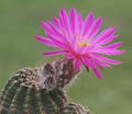 Echinocereus pulchellus ssp. venustus.jpg