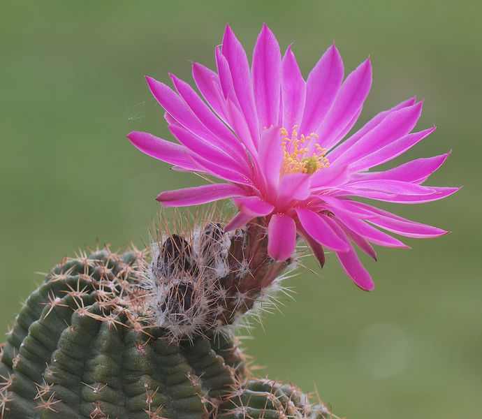 Файл:Echinocereus pulchellus ssp. venustus.jpg
