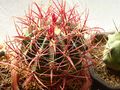 Ferocactus gracilis ssp. gracilis 2.jpg