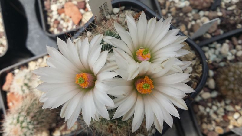 Файл:Mammillaria zephyranthoides ssp. zephyranthoides 2.jpg