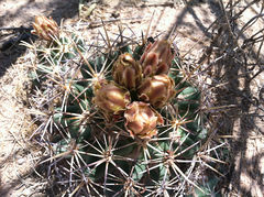 Coryphantha robustispina ssp. robustispina h1.jpg