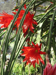 Disocactus speciosus ssp. speciosus 1.jpg