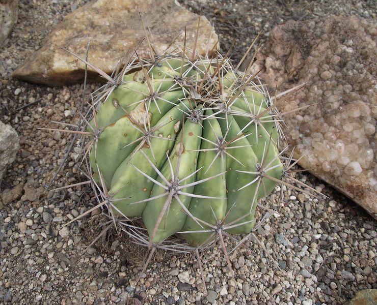 Файл:Ferocactus alamosanus 02.jpg
