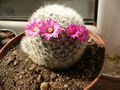 Mammillaria laui ssp. dasyacantha 22.jpg