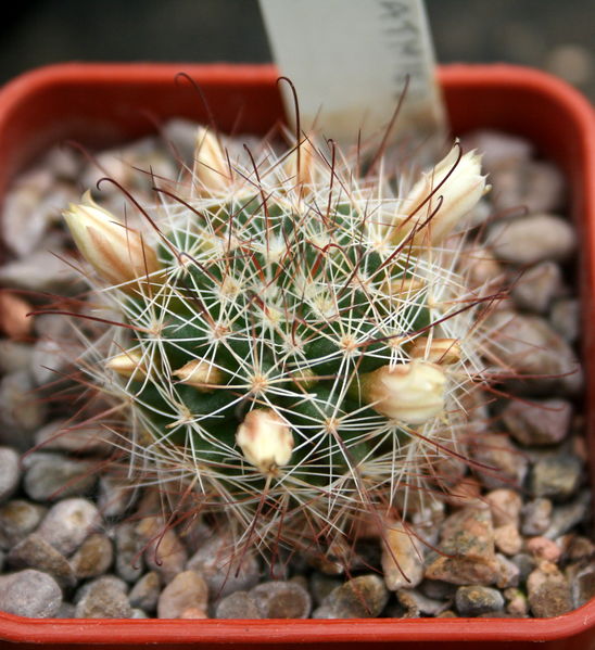 Файл:Mammillaria mathildae 2.jpg