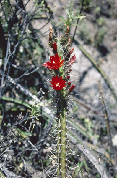 Файл:Corryocactus serpens 1.jpg