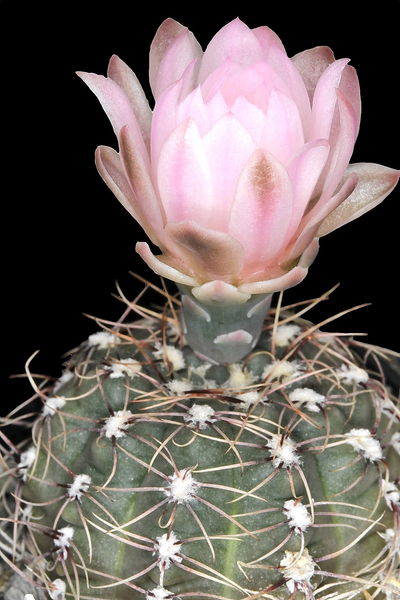 Файл:Gymnocalycium amerhauseri 3.jpg