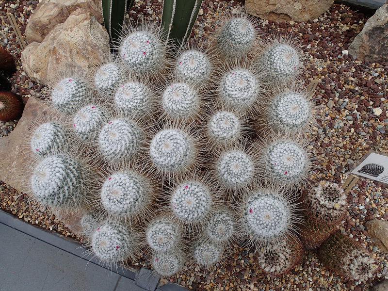 Файл:Mammillaria geminispina 5 -Jeff Wright.jpg