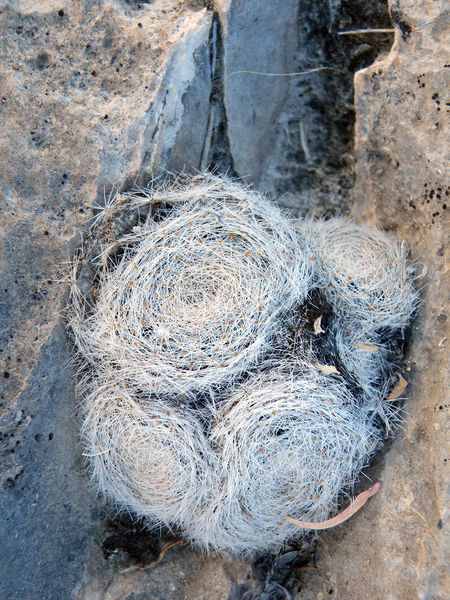 Файл:Mammillaria lenta h1.jpg