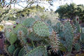 Opuntia littoralis-3.jpg