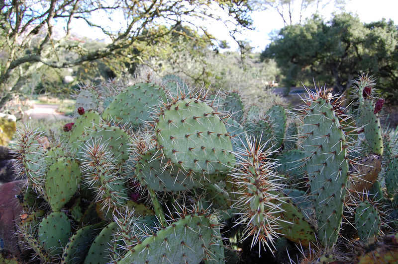 Файл:Opuntia littoralis-3.jpg