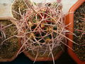 Echinocactus polycephalus ssp. polycephalus 2.jpg