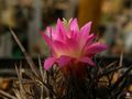 Eriosyce subgibbosa ssp. subgibbosa 2.jpg