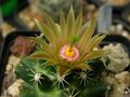 Escobaria missouriensis ssp. missouriensis 4.jpg