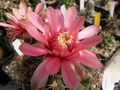 Gymnocalycium baldianum 1.jpg