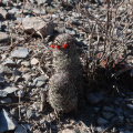 Mammillaria grahamii ssp. grahamii 9h.JPG