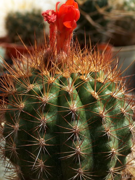 Файл:Matucana formosa 2906.jpg