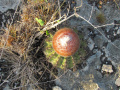 Melocactus stramineus 2.jpeg