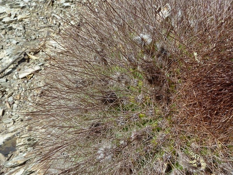 Файл:Echinopsis formosa ssp. randallii 1.JPG
