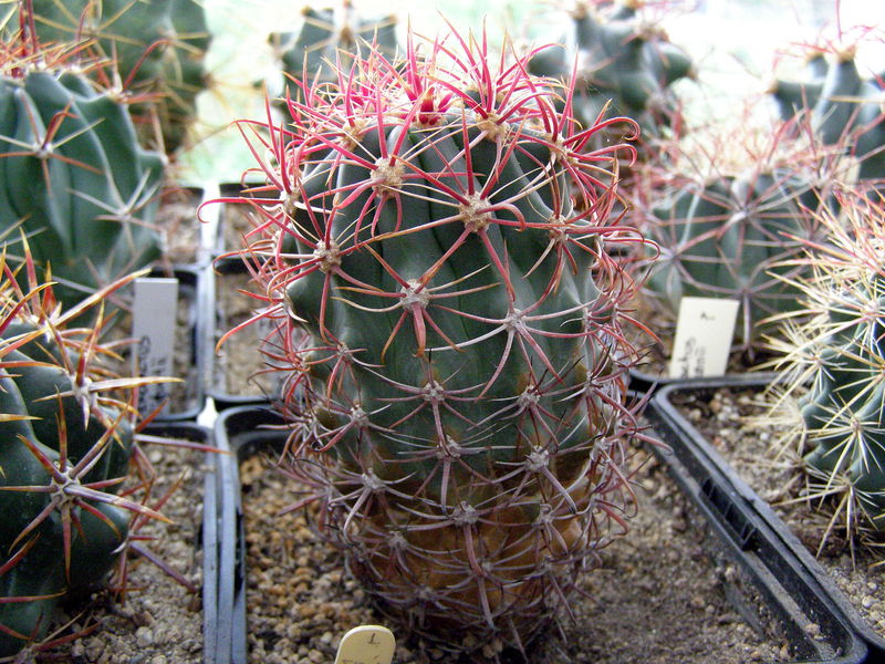 Файл:Ferocactus gracilis ssp. coloratus.JPG