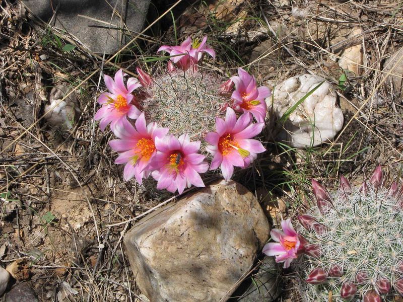 Файл:Mammillaria microcarpa h.jpg
