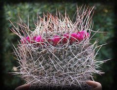 Mammillaria mystax 1.jpg
