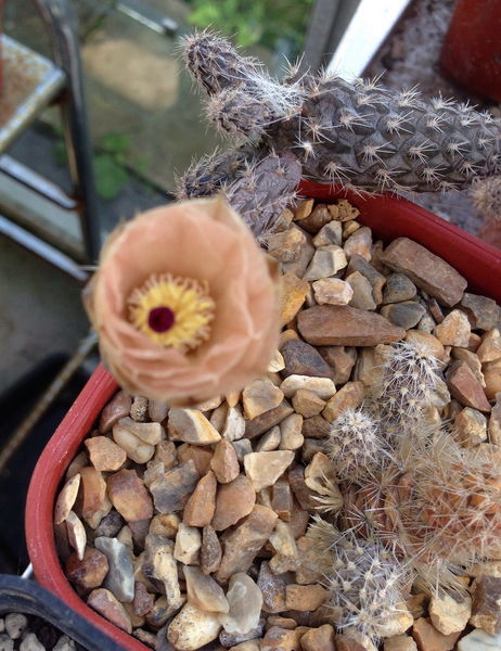 Файл:Pterocactus gonjianii 01.jpg