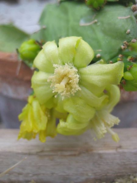Файл:Brasiliopuntia bahiensis 3.jpg