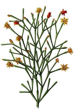 Hatiora saliscornioides - wikipedia.jpg