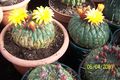 Matucana aureiflora 4.jpg