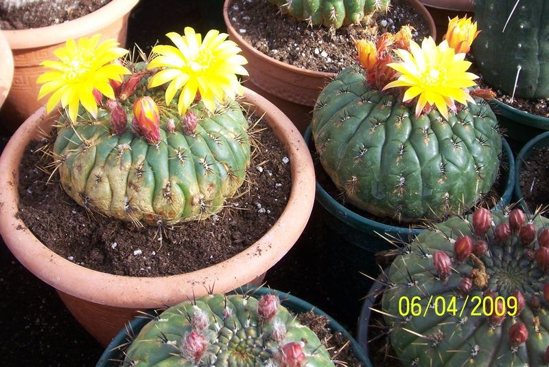 Файл:Matucana aureiflora 4.jpg